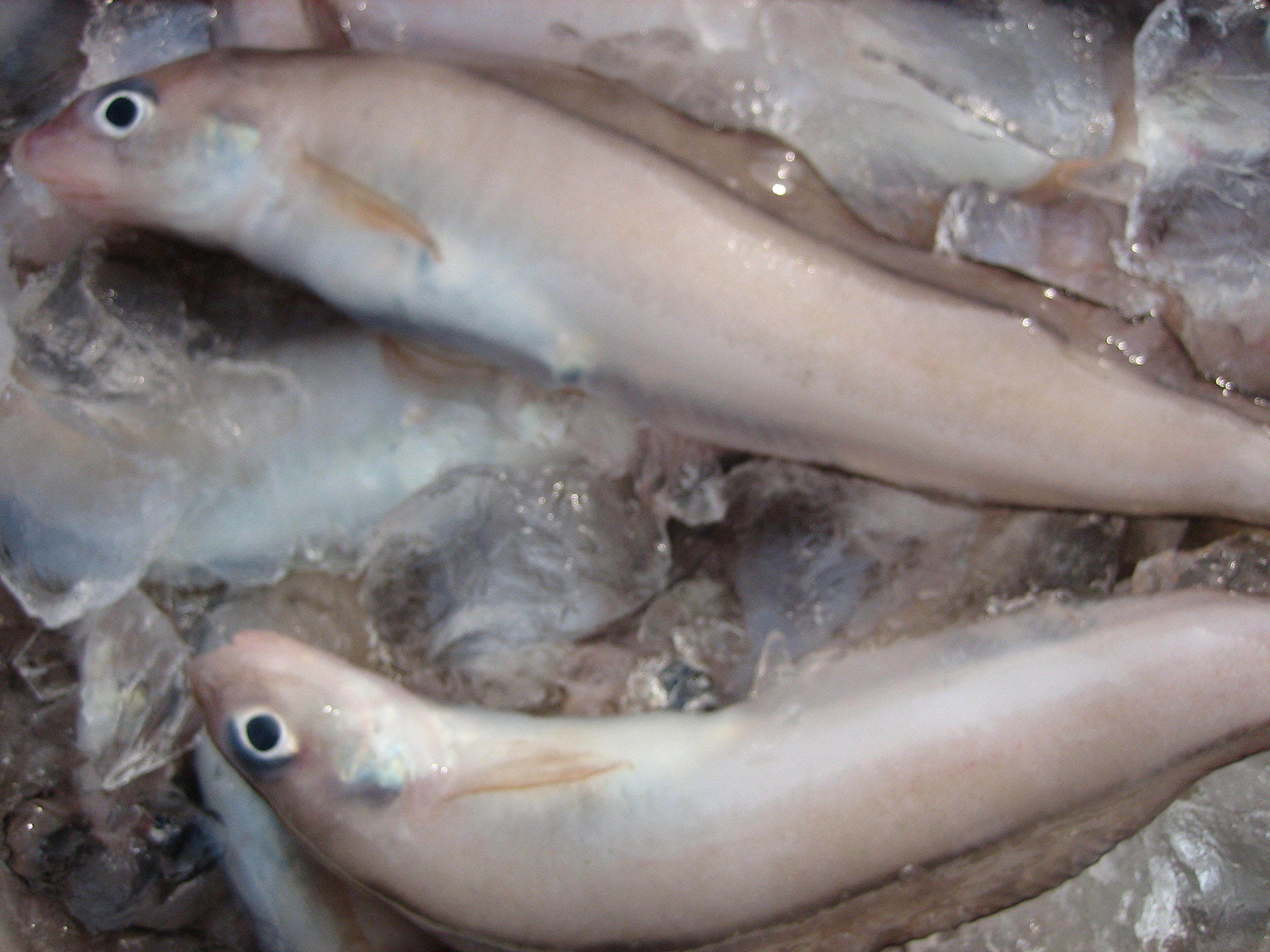 Amazon.co.jp: 珍味な深海魚「特大、ドギ5kg」活冷凍 : 食品・飲料・お酒